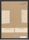 Nitzschia acuta Cleve (de-Toni-Nr.: Genus 47, Species 2027) Zeichnungen Sammlung Grunow Nr. 4007 (NHMW-BOT-W0371805)